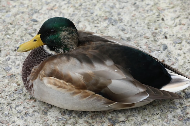 Ducks nearly the lake in the park