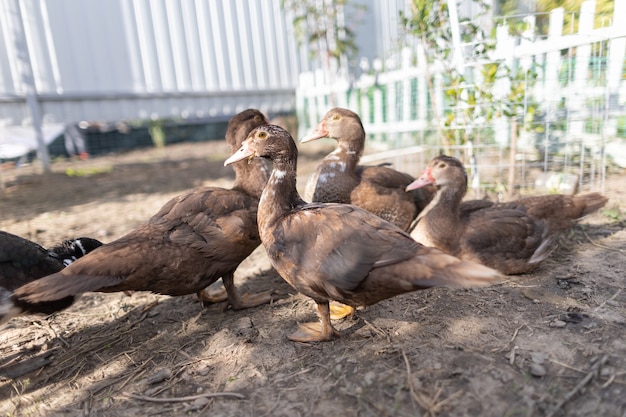 Photo ducks in a pen on a farm