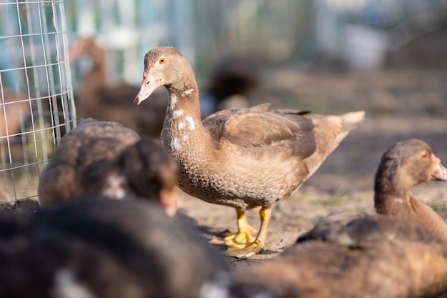 Ducks in a pen on a farm