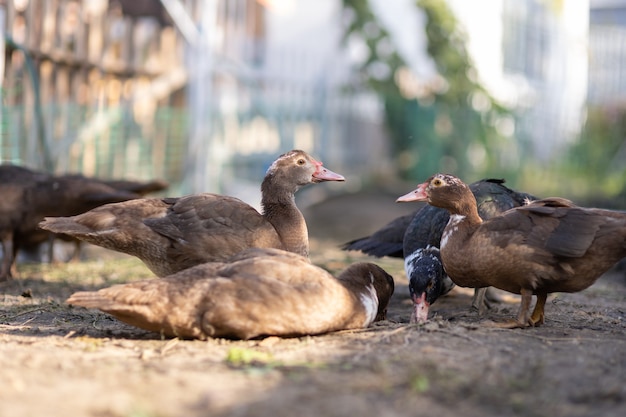 Ducks in a pen on a farm