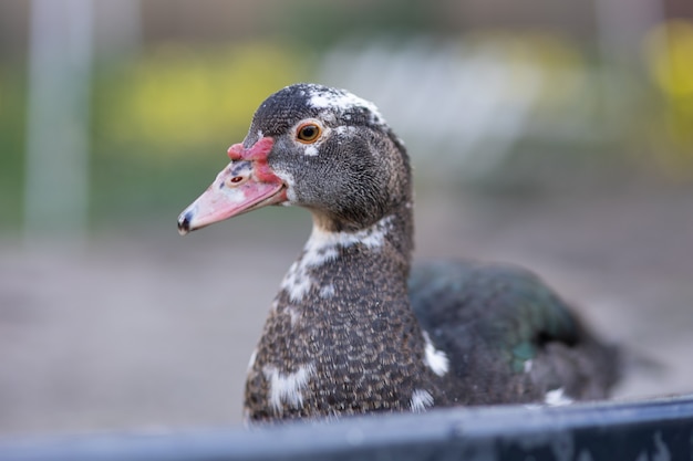 Ducks in a pen on a farm