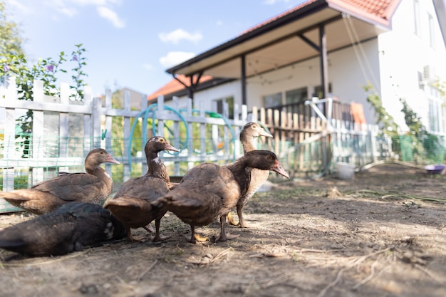 Photo ducks in a pen on a farm