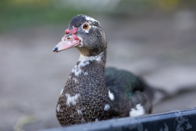 Ducks in a pen on a farm