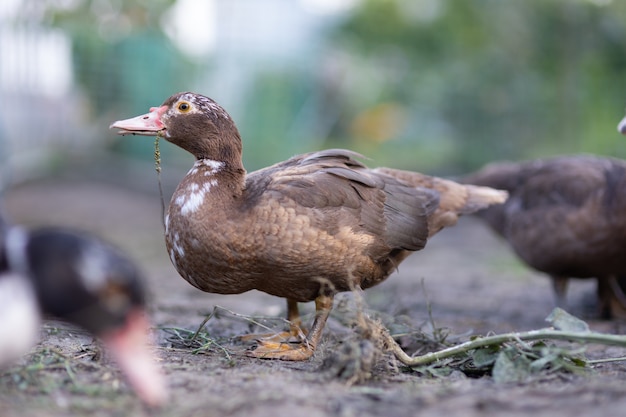 Ducks in a pen on a farm