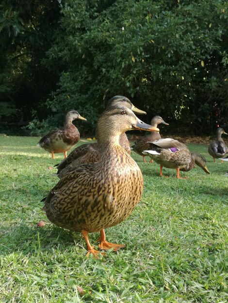 Ducks perching on field