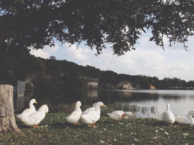 Photo ducks perching at lakeshore against sky