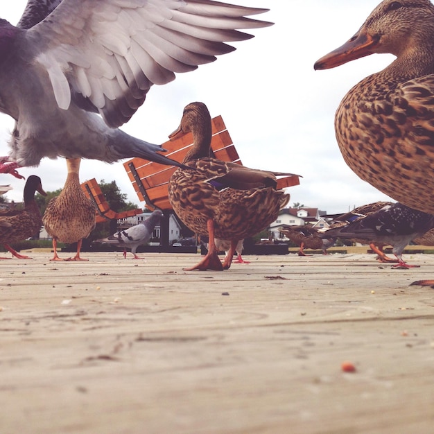 Photo ducks and pigeons on boardwalk