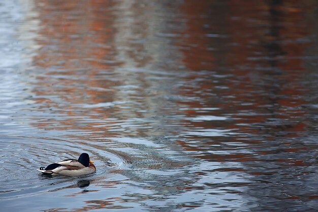 秋の池のアヒル、野鳥、アヒルのマガモ