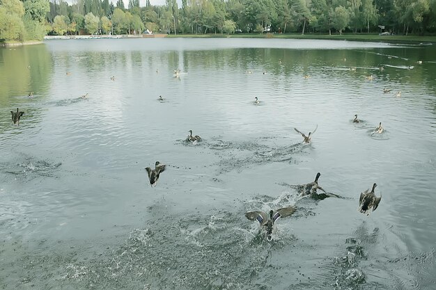 Ducks on a pond in autumn, wild birds, duck mallard
