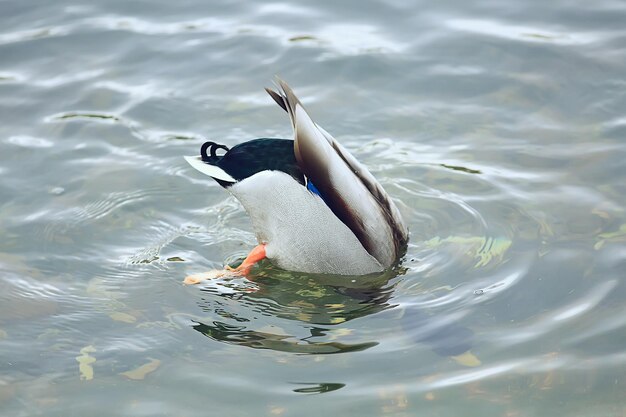 ducks on a pond in autumn, wild birds, duck mallard