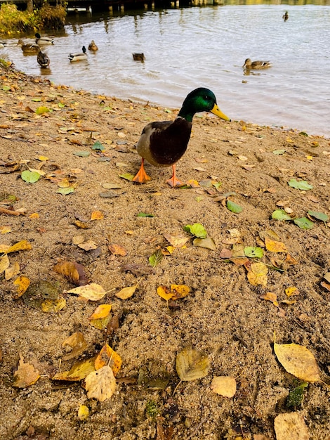 秋の池のアヒル