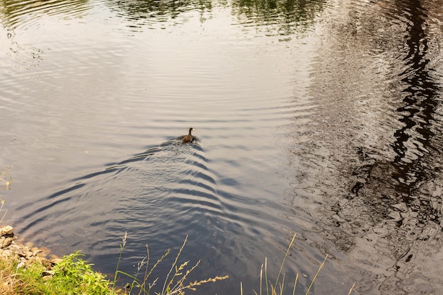 公園の池のアヒル。野生のカモが湖に映っています。鳥のマルチカラーの羽。アヒルとドレイクのある池。アヒルは水面を餌にします。アヒルは水中で食べ物を食べる