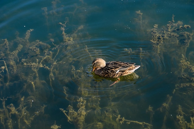 春の池のアヒル