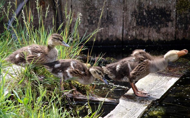 Photo ducks in pond