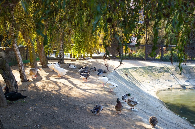 Ducks rest next to a pond in the park in the zoo in the warm season lots of green foliage