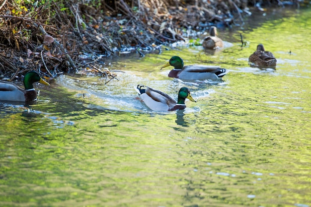 Foto anatre sul fiume