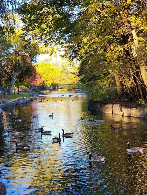 Photo ducks on a river