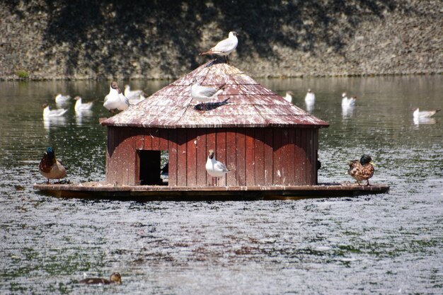 ducks and seaguls resting in bird's house in the pond