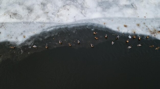 アヒルは氷の上に座って川で泳ぐ