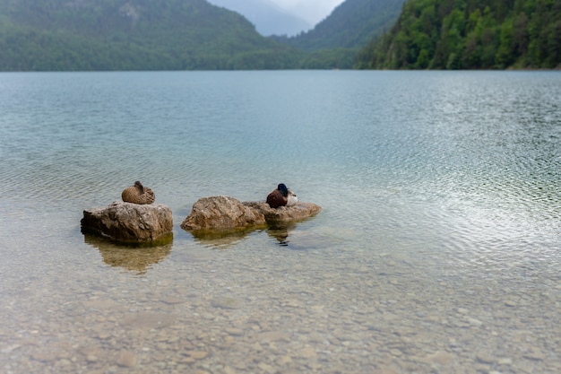 Ducks sitting on stone