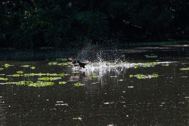 Утки, маленькие утки, бегущие по воде в красивом озере небольшого городка в Бразилии, выборочный фокус естественного света