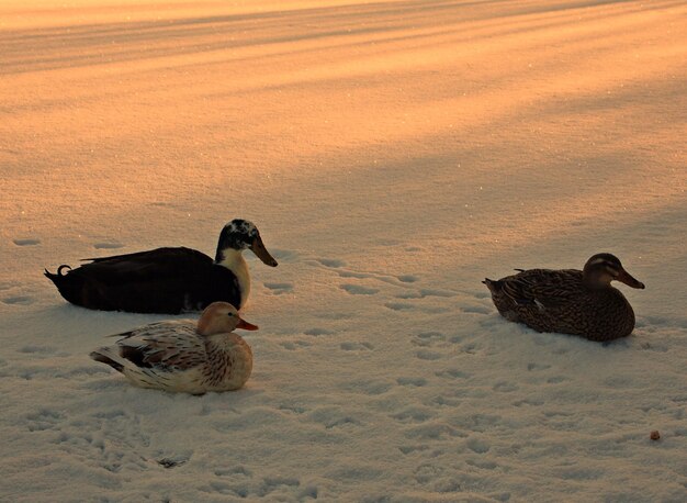 Ducks on snow covered field during sunset