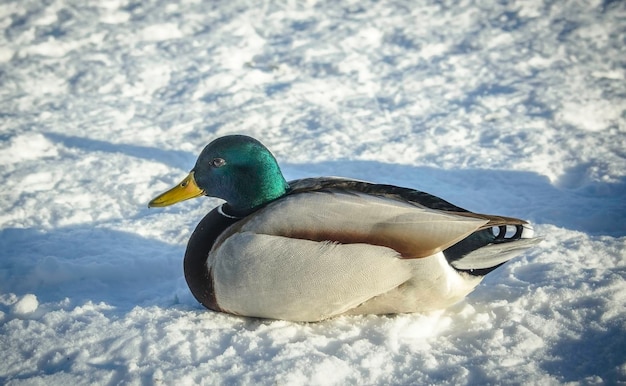 雪の中のアヒル