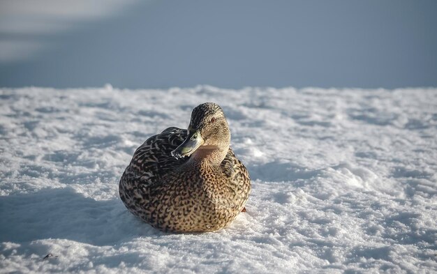 Ducks in the snow