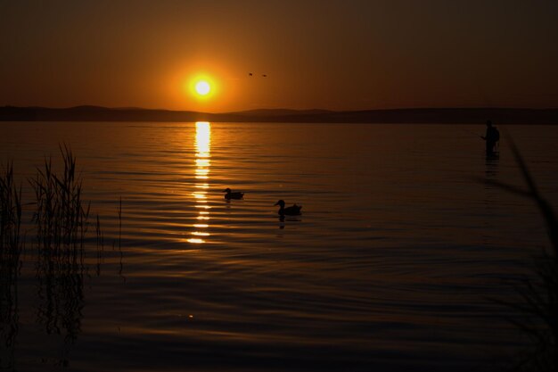 Foto anatre al tramonto