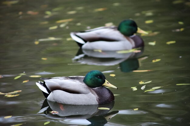 Le anatre nuotano nel lago in autunno