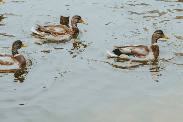 アヒルは湖で泳ぎます。自然界の野生のカモ。池の鳥。鳥やアヒルのいる湖