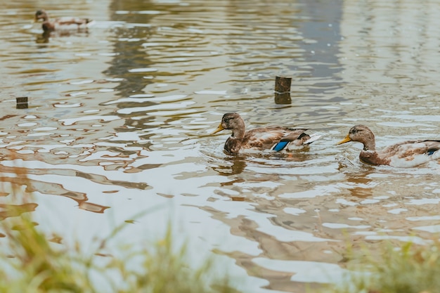 Ducks swim in the lake. Wild ducks in nature.Birds in the pond. Lake with birds and ducks