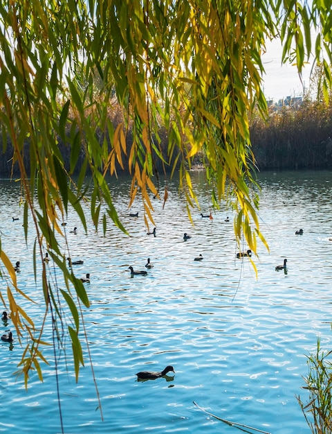 アヒルは公園の柳の下の湖で泳ぐ