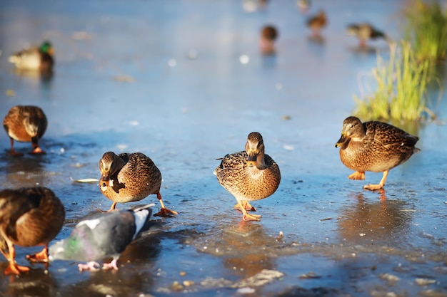 Ducks swim on the lake in winter, a flock of ducks is preparing to fly to warm countries, wild ducks winter on a warm pond, many birds on the pond