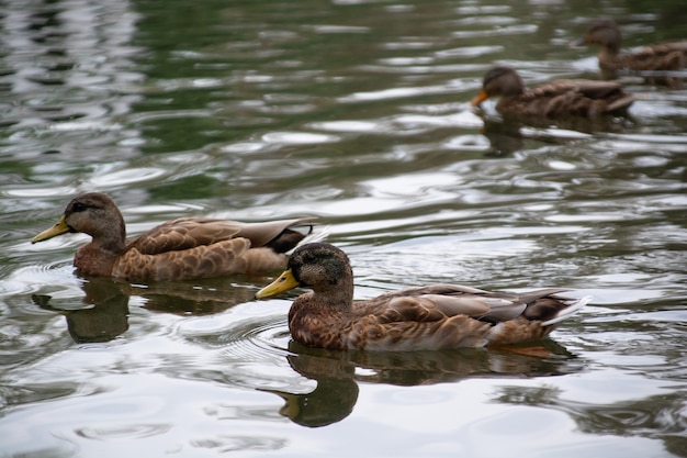 Ducks swim in the pond of the city park.