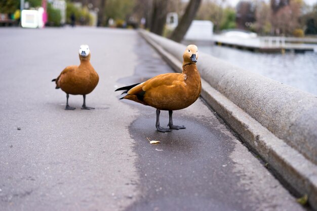 Ducks swim in a pond in a park