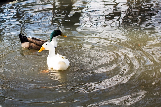 Ducks swim in pond