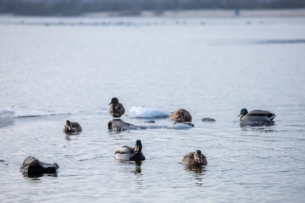 Ducks swim in the river in winter