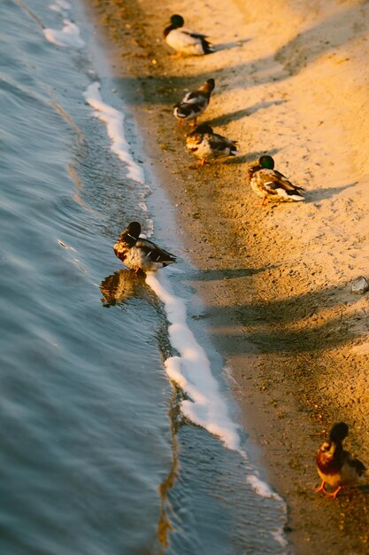 Foto le anatre nuotano nell'acqua su una spiaggia di sabbia