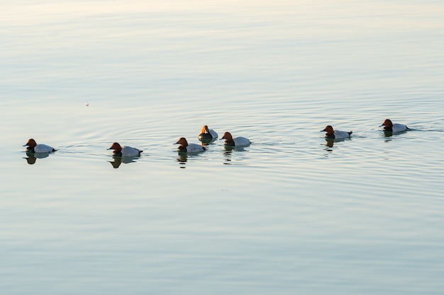 Ducks swiming in Caspian Sea, Baku, Nature