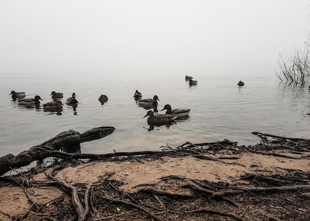 Photo ducks swimming along the lake