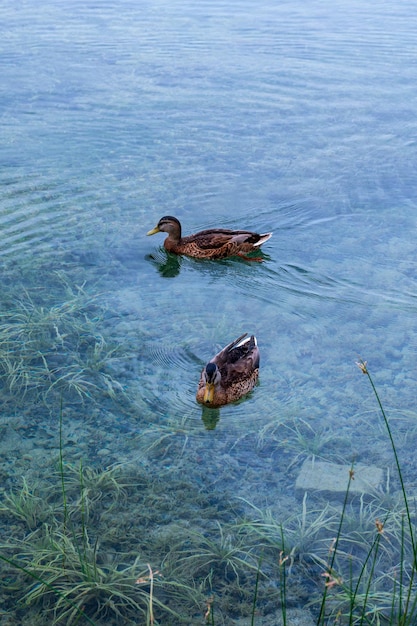 澄んだ水の湖で泳ぐカモ