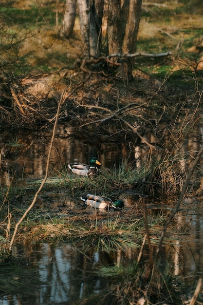 Ducks swimming in the forest pond Birds in the peaceful nature