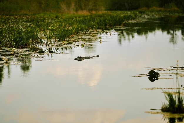 Фото Утки плавают в озере.