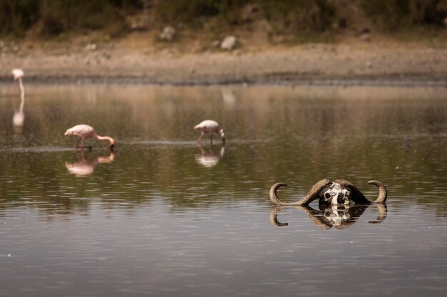 写真 湖で泳ぐアヒル