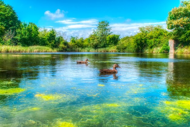 Ducks swimming in lake against sky