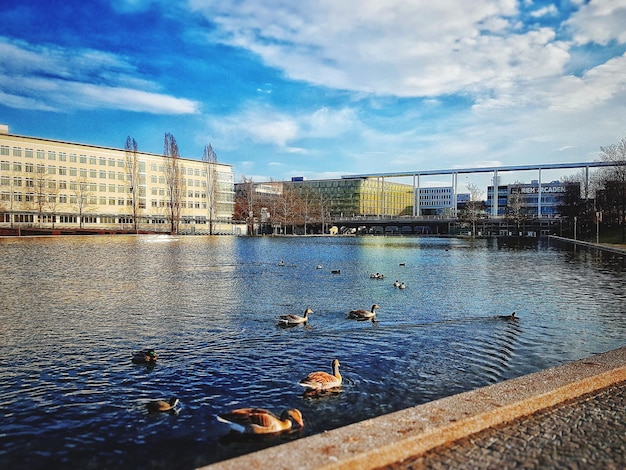 Ducks swimming in lake against sky