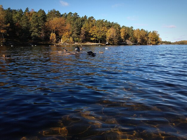 Ducks swimming in lake against sky