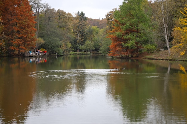 Ducks swimming in lake during autumn