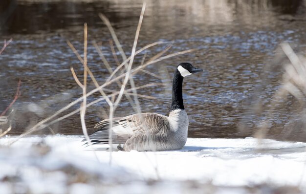 Photo ducks swimming in lake during winter